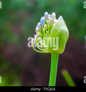 Blu giglio africano (Agapanthus) fiori in un giardino. Fotografato in Gerusalemme Israele in giugno Foto Stock