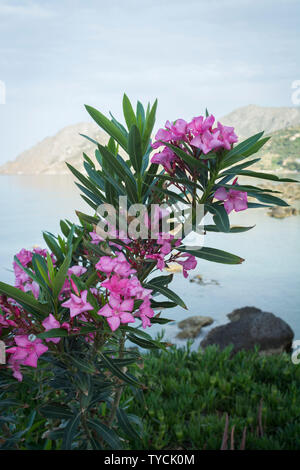 Gli Oleandri, mar Ionio, Creta, Grecia, Europa (Nerium oleander) Foto Stock