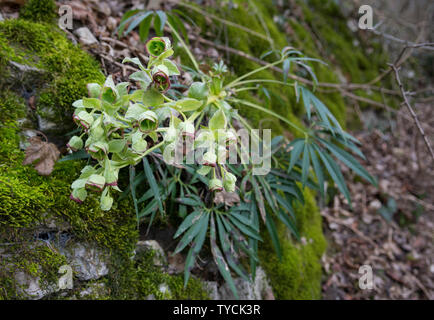 L'elleboro puzzolente, hohenlohe regione, Baden-Wuerttemberg, Heilbronn-Franconia, Germania (Helleborus foetidus) Foto Stock