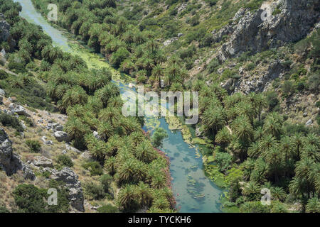 Preveli beach, data cretese palm, Preveli, Megalopotamos, Rethimno, Kourtaliotis, mar Libico, mar Ionio, Creta, Grecia, Europa (Phoenix theophrasti) Foto Stock