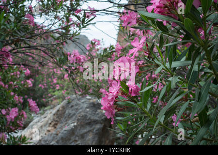 Gli Oleandri, aradena gorge, creta, mar Ionio, Grecia, Europa (Nerium oleander) Foto Stock