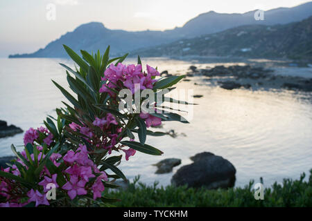 Gli Oleandri, mar Ionio, Creta, Grecia, Europa (Nerium oleander) Foto Stock