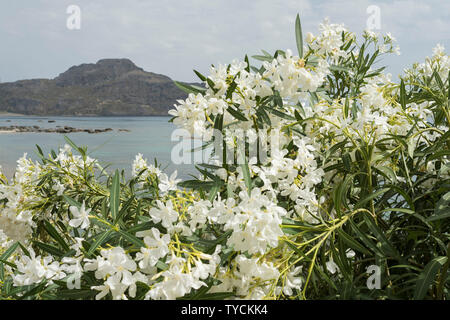 Gli Oleandri, mar Ionio, Creta, Grecia, Europa (Nerium oleander) Foto Stock