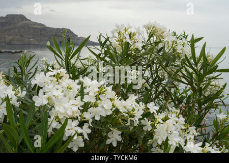 Gli Oleandri, mar Ionio, Creta, Grecia, Europa (Nerium oleander) Foto Stock