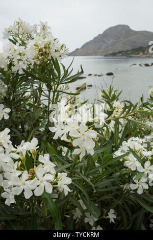 Gli Oleandri, mar Ionio, Creta, Grecia, Europa (Nerium oleander) Foto Stock