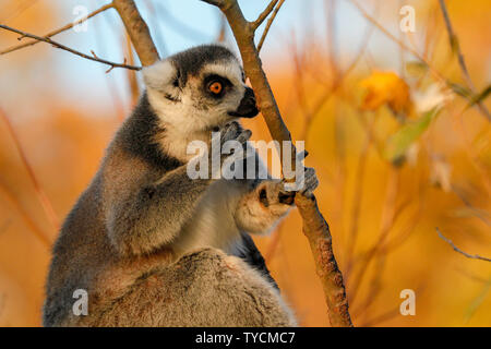 Anello-tailed lemur, (Lemur catta), captive Foto Stock