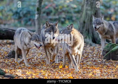 Europeo, lupo (Canis lupus), captive Foto Stock