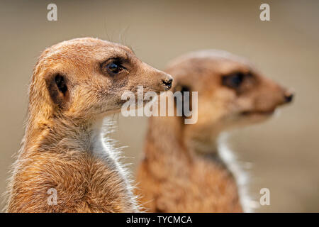 Meerkat, (Suricata suricatta), captive Foto Stock