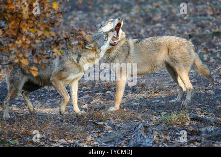 Europeo, lupo (Canis lupus), captive Foto Stock