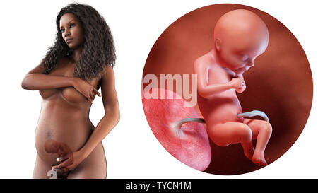3D Rendering accurato dal punto di vista medico illustrazione di un nero in stato di gravidanza della donna - Settimana 28 Foto Stock