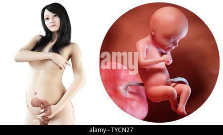 Medicalmente illustrazione di un asiatico, donna incinta - Settimana 28 Foto Stock