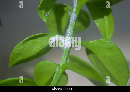 Lanosi afidi (sottofamiglia: Eriosomatinae) su un Heartleaf iceplant (Aptenia cordifolia) piante succulente. Lanosi afidi (sottofamiglia: Eriosomatinae) sono su Foto Stock