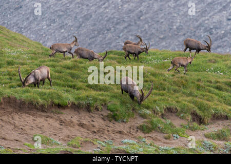 Alpine Ibex, Capra ibex, Parco Nazionale degli Hohe Tauern, Carinzia, Austria Foto Stock