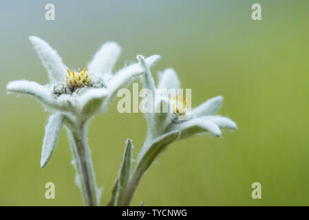 Edelweiss, Carinzia, Austria, Leontopodium alpinum Foto Stock
