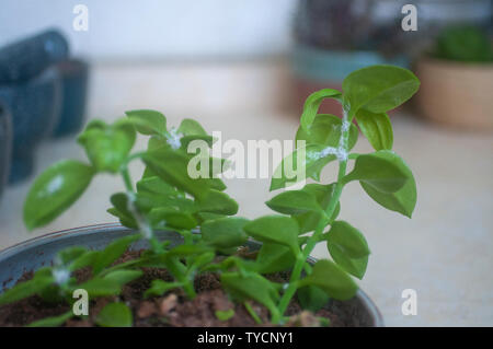 Lanosi afidi (sottofamiglia: Eriosomatinae) su un Heartleaf iceplant (Aptenia cordifolia) piante succulente. Lanosi afidi (sottofamiglia: Eriosomatinae) sono su Foto Stock