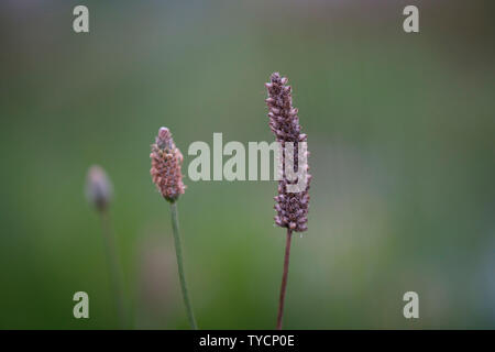 Buckhorn, Renania settentrionale-Vestfalia, Germania, Europa (Planzago lanceolata) Foto Stock