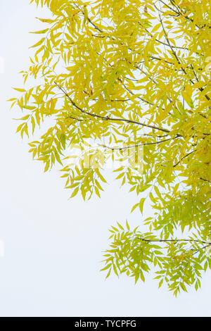 Pekannussbaum, (Carya illinoinensis), im Herbst Foto Stock