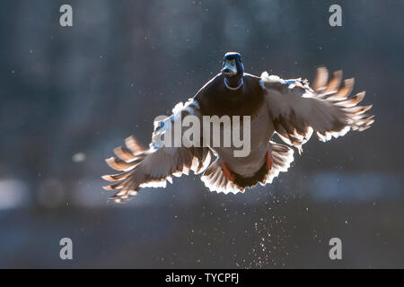 Il Germano Reale, drake, Bassa Sassonia, Germania, Anas platyrhynchos Foto Stock