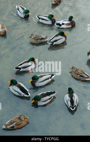 Il Germano Reale, Bassa Sassonia, Germania, Anas platyrhynchos Foto Stock