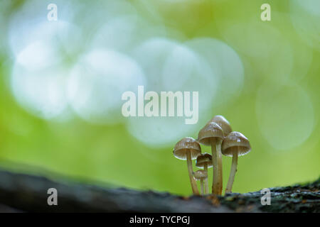 Lilla fungo del cofano, Mycena pura, Bassa Sassonia, Germania Foto Stock