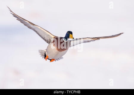 Il Germano Reale, drake, Bassa Sassonia, Germania, Anas platyrhynchos Foto Stock