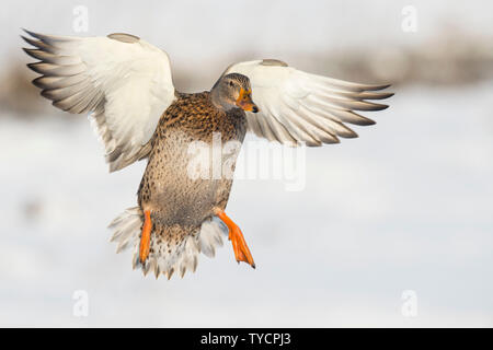 Il Germano Reale, femmina, Bassa Sassonia, Germania, Anas platyrhynchos Foto Stock