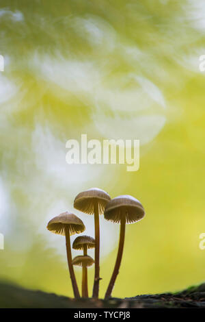 Lilla fungo del cofano, Mycena pura, Bassa Sassonia, Germania Foto Stock