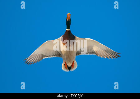 Il Germano Reale, drake, Bassa Sassonia, Germania, Anas platyrhynchos Foto Stock