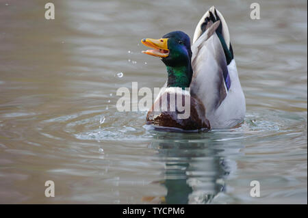 Il Germano Reale, drake, Bassa Sassonia, Germania, Anas platyrhynchos Foto Stock