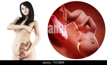 Medicalmente illustrazione di un asiatico, donna incinta - Settimana 37 Foto Stock