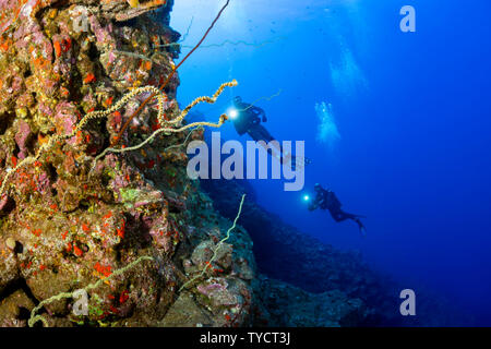 Filo e Coral Divers (MR) su una parete tuffo fuori Kaumalapau Harbour, Lanai, Hawaii. Foto Stock