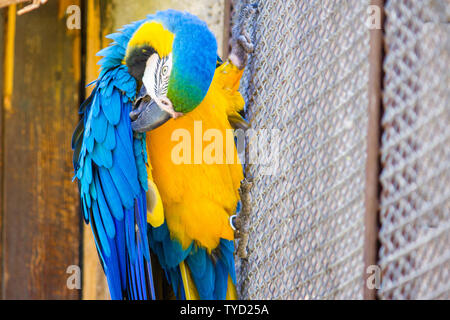 Un blu e oro macaw in cattività all'interno di una gabbia, arroccato su una recinzione Foto Stock