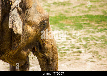 Close-up di un elefante asiatico testa Foto Stock