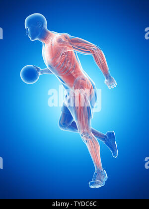 3D Rendering accurato dal punto di vista medico illustrazione di un giocatori di basket muscoli Foto Stock