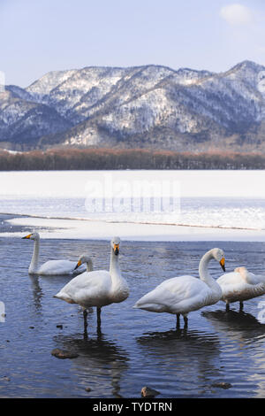 Un bel gruppo di cigni in piedi davanti ai monti all'orizzonte sotto la open-air gudan primavera calda in Hokkaido, Giappone. Foto Stock