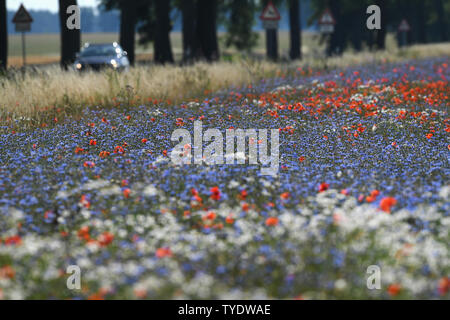 Stolpe, Germania. Il 26 giugno, 2019. Nelle giornate di sole, cornflowers e pettegolezzi papaveri candelette di blu e di rosso da un campo vicino Stolpe su Peene a. Credito: Stefan Sauer/dpa-Zentralbild/ZB/dpa/Alamy Live News Foto Stock