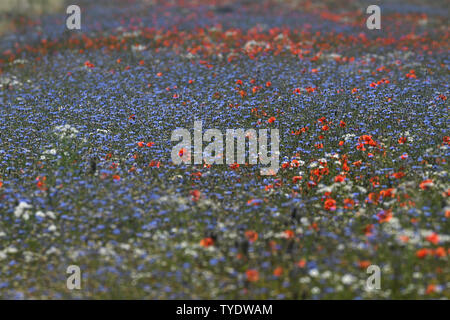 Stolpe, Germania. Il 26 giugno, 2019. Nelle giornate di sole, cornflowers e pettegolezzi papaveri candelette di blu e di rosso da un campo vicino Stolpe su Peene a. Credito: Stefan Sauer/dpa-Zentralbild/ZB/dpa/Alamy Live News Foto Stock