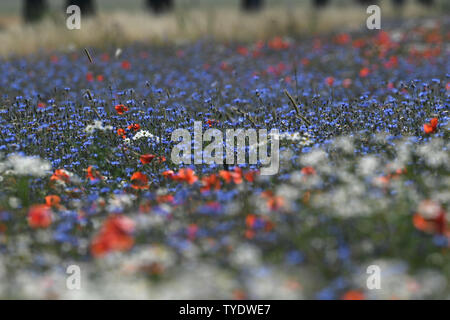 Stolpe, Germania. Il 26 giugno, 2019. Nelle giornate di sole, cornflowers e pettegolezzi papaveri candelette di blu e di rosso da un campo vicino Stolpe su Peene a. Credito: Stefan Sauer/dpa-Zentralbild/ZB/dpa/Alamy Live News Foto Stock