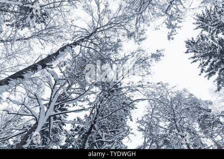 Unione foresta mista nella stagione invernale. Alberi innevati oltre il cielo bianco sullo sfondo Foto Stock