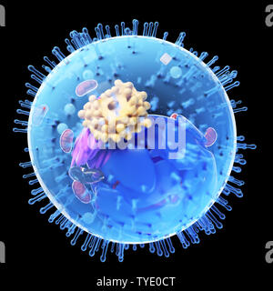 3d illustrazione di una cellula umana Foto Stock