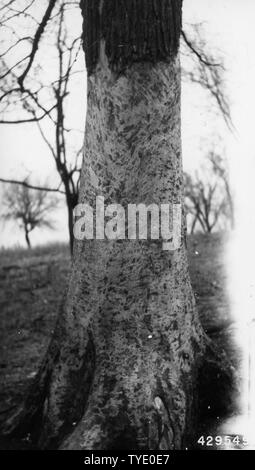 Fotografia di Red Olmi esplorato da cavalli a Marshall, Illinois, campo di applicazione e il contenuto: didascalia originale: Rosso olmi esplorato da cavalli. Diversi alberi completamente cinto. Per la maggior parte degli alberi olmo rosso, ma alcuni white elm e anche hackberry cinto. Marshall, IL. Foto Stock