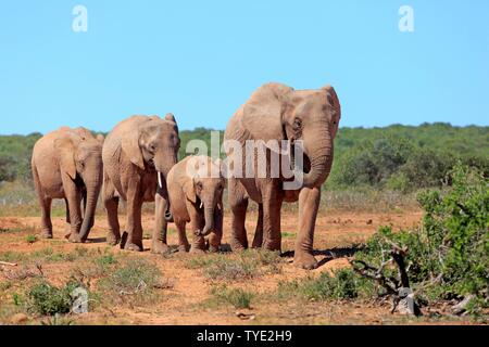 L'elefante africano (Loxodonta africana), allevamento di animali giovani di mangiare, Addo Elephant National Park, Capo orientale, Sud Africa Foto Stock