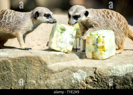 Hannover, Germania. Il 26 giugno, 2019. Due meerkats presso lo Zoo di Hannover leccare gelati torte giacente su una pietra nel loro recinto. Credito: Hauke-Christian Dittrich/dpa/Alamy Live News Foto Stock