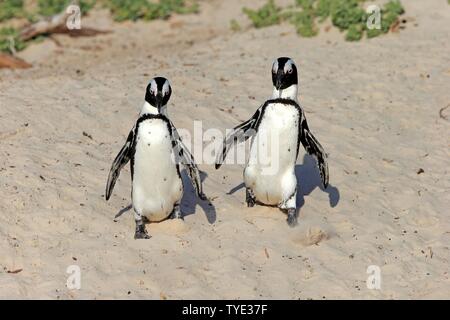 Due pinguini africani (Spheniscus demersus), Adulto, animale giovane camminando sulla spiaggia Boulders Beach, Città di Simon, Western Cape, Sud Africa Foto Stock