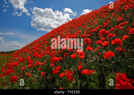 Il mais papavero (Papaver rhoeas) su un pendio, Meclemburgo-Pomerania, Germania Foto Stock