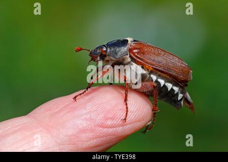 Può beetle (Melolontha melolontha) si siede sul dito, Schleswig-Holstein, Germania Foto Stock