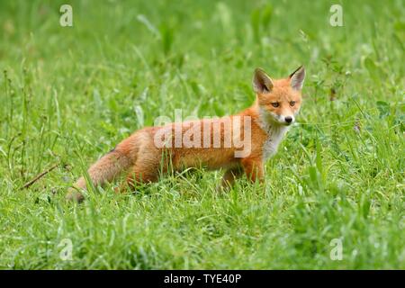 Red Fox (Vulpes vulpes vulpes), giovane animale si erge nel prato, Canton Zug, Svizzera Foto Stock