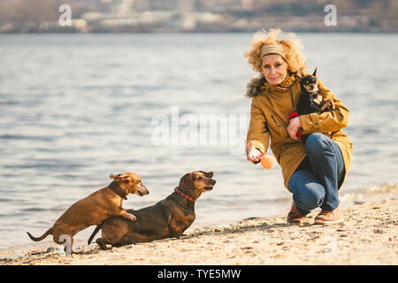 La donna gioca con i cani. I piccoli animali e i cani di formazione e di educazione dei cani. Compagno di animali domestici concetto. Compagno di animali domestici concetto. cane amante.Caucasian lady con tre Foto Stock