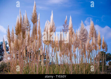 Spikelets secco dell'erba alta sono in crescita nel campo d'autunno. Belle piante sfondo. Foto Stock