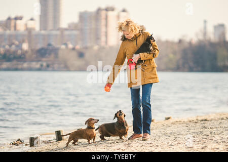 La donna gioca con i cani. I piccoli animali e i cani di formazione e di educazione dei cani. Compagno di animali domestici concetto. Compagno di animali domestici concetto. cane amante.Caucasian lady con tre Foto Stock